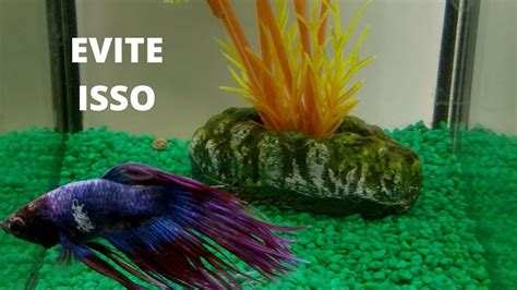 peixe betta morreu do nada,o peixe betta morreu